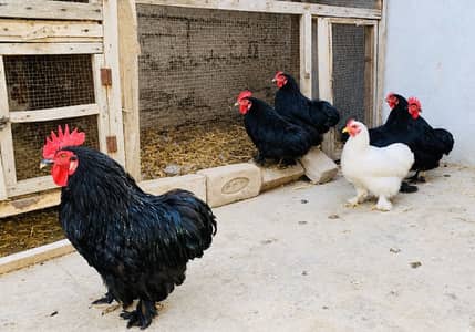 Blue bantam 3 pairs