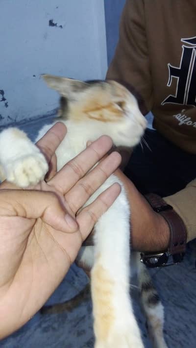 Cat for sale