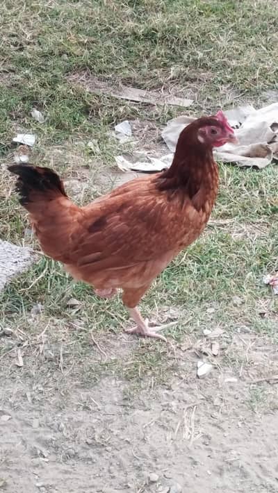 Golden Misri Pathiyan