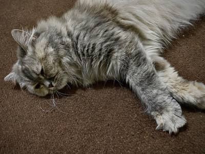 persian smoky grey 9 months old