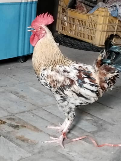 Ghr k palaa howa desi Murgha hai