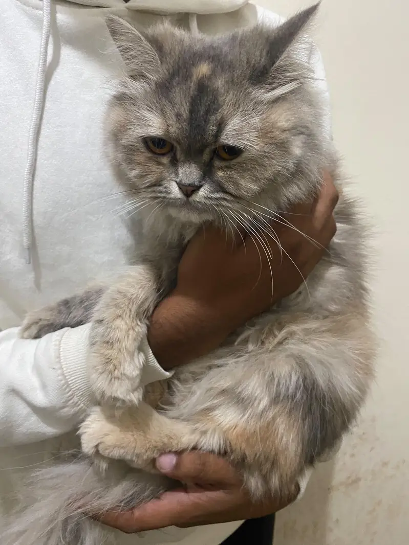 Persian Kittens | Triple Coated Persian kittens | Kittens For Sale — photo 2