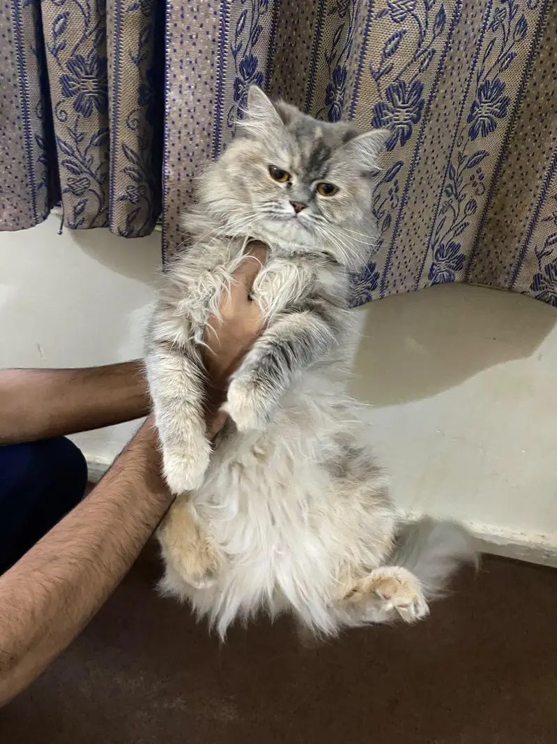 Persian Kittens | Triple Coated Persian kittens | Kittens For Sale — photo 3