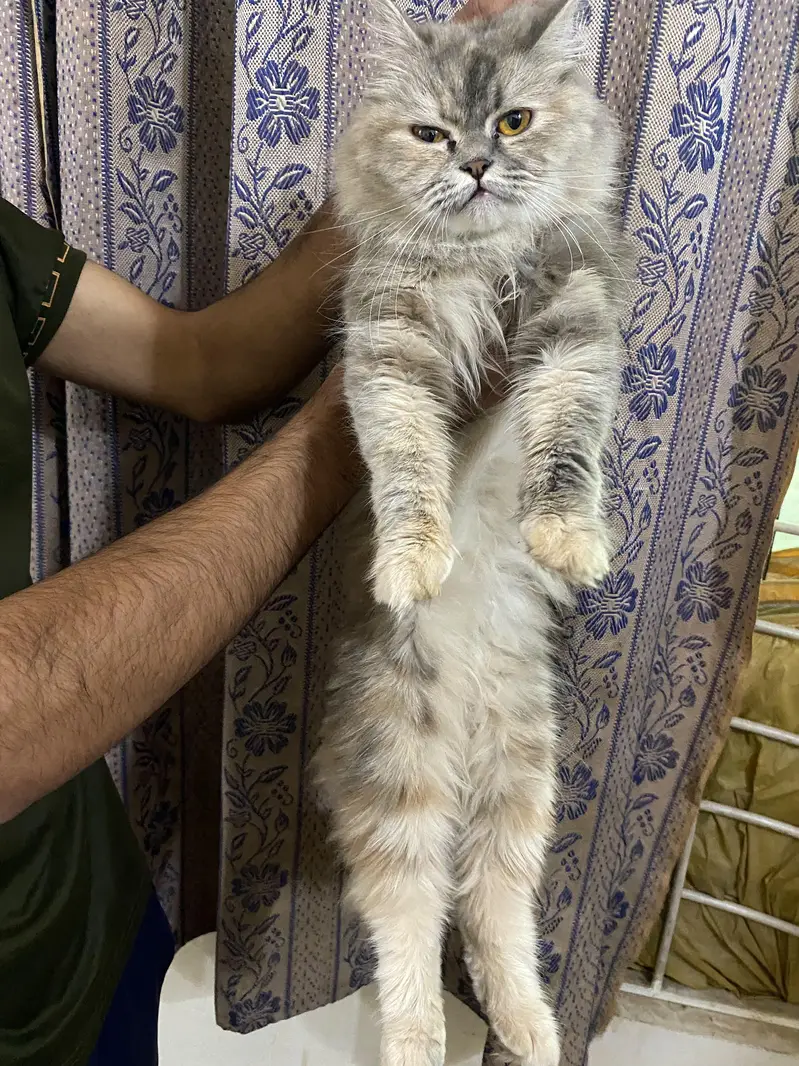 Persian Kittens | Triple Coated Persian kittens | Kittens For Sale — photo 4