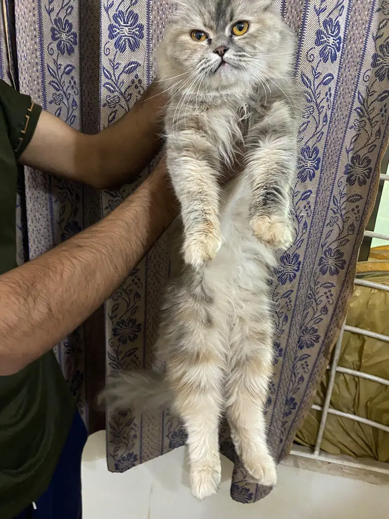 Persian Kittens | Triple Coated Persian kittens | Kittens For Sale — photo 5