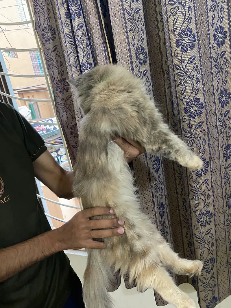 Persian Kittens | Triple Coated Persian kittens | Kittens For Sale — photo 6