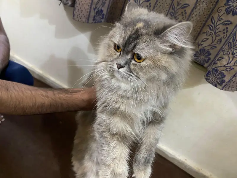Persian Kittens | Triple Coated Persian kittens | Kittens For Sale — photo 7