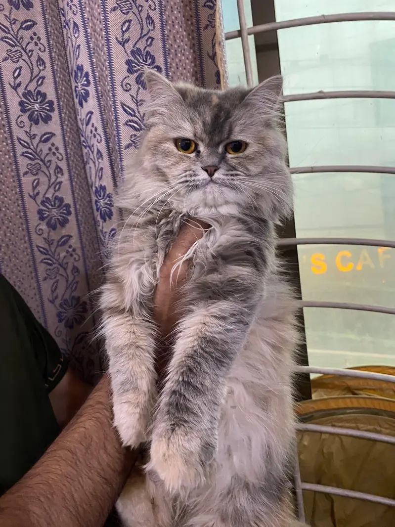 Persian Kittens | Triple Coated Persian kittens | Kittens For Sale — photo 9