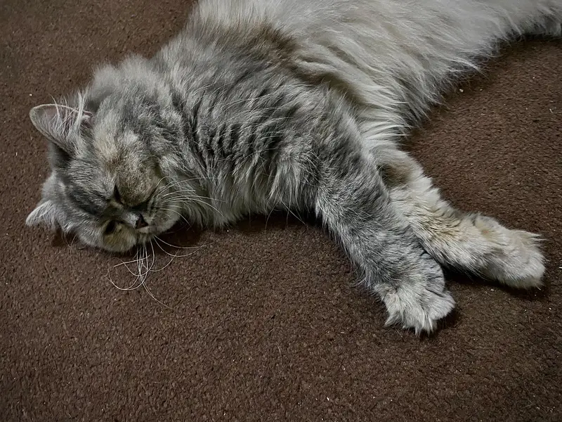 Persian Kittens | Triple Coated Persian kittens | Kittens For Sale — photo 10