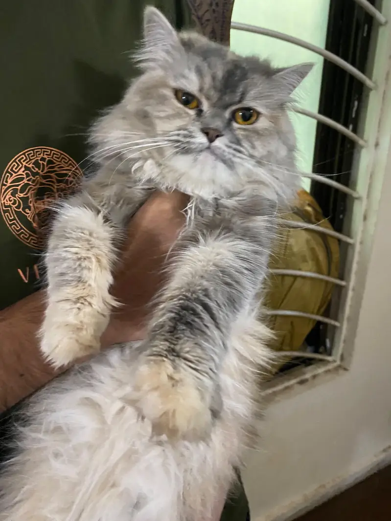 Persian Kittens | Triple Coated Persian kittens | Kittens For Sale — photo 11
