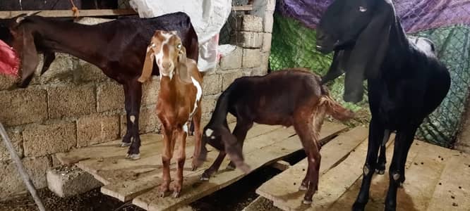 beetal goats with kids