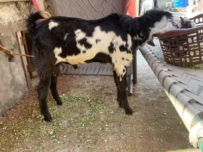 Desi Bakra for sale