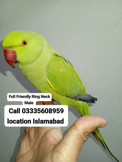 Hand Tamed Full Friendly Green Ring Neck Male Parrot Jumbo Size