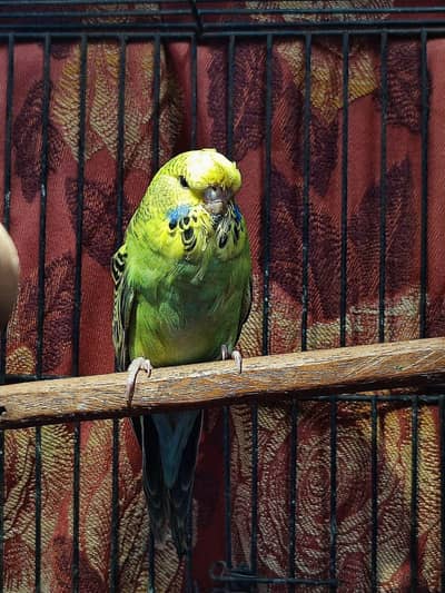exhibition budgie female pathi