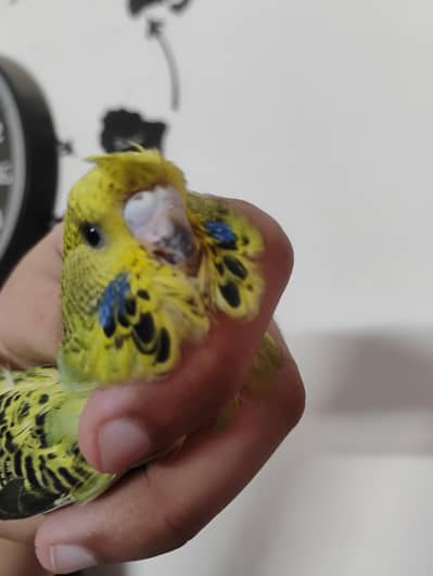 exhibition budgie female pathi