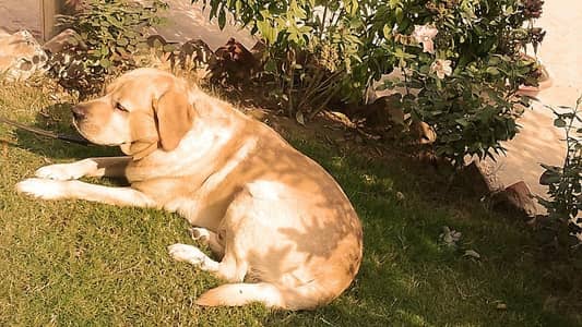 Pure Labrador for sale. Tamed dog