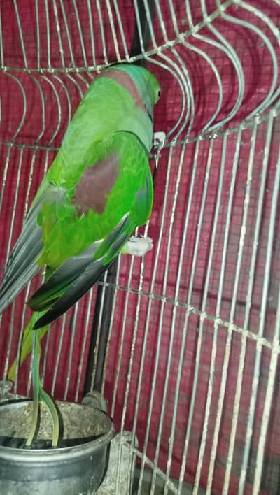 raw male age almost 3 year plus