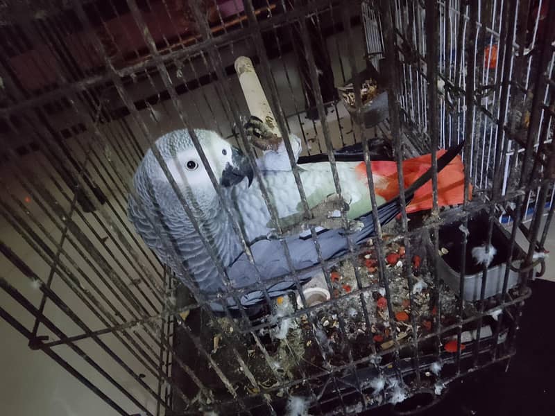 Gray parrot 0