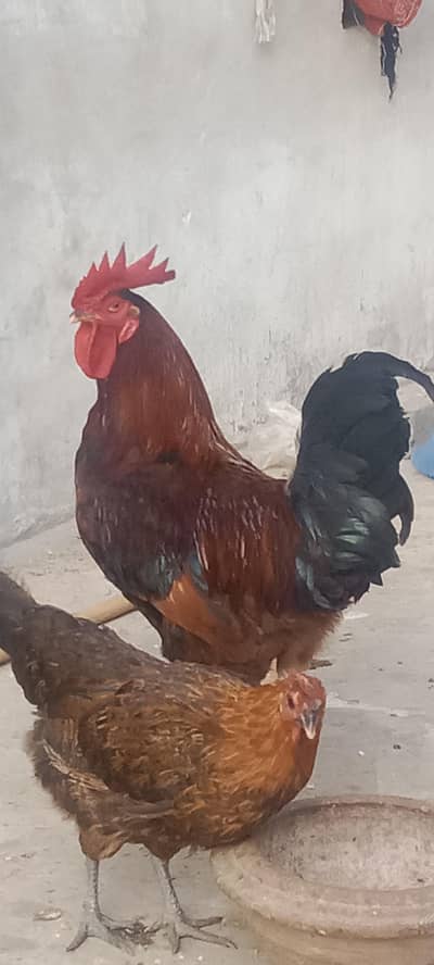 Healthy and active breder