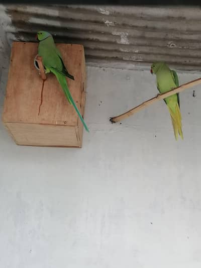 Green ringneck breeder pair 100% breeder pair hy all ok hy