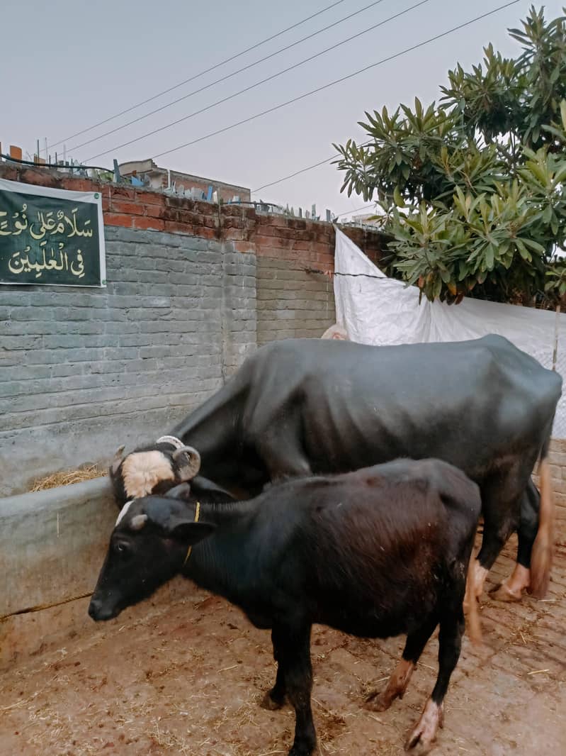 اسلام وعلیکم بھنس فروخت کے لیے دستیاب ہے جس کو چاہے رابط کرے 1