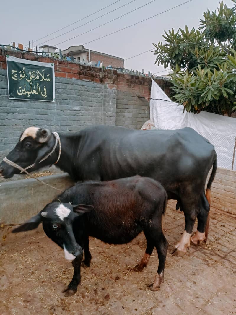 اسلام وعلیکم بھنس فروخت کے لیے دستیاب ہے جس کو چاہے رابط کرے 8