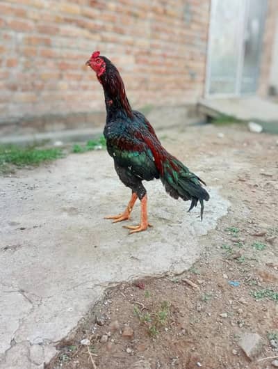 Aseel Mianwali patta