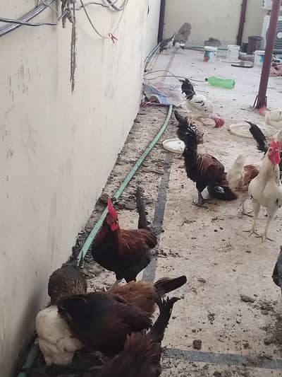 Golden Misri Males