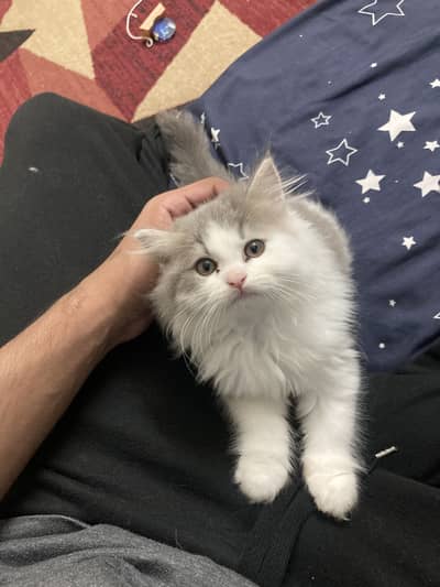 Persian triple coated