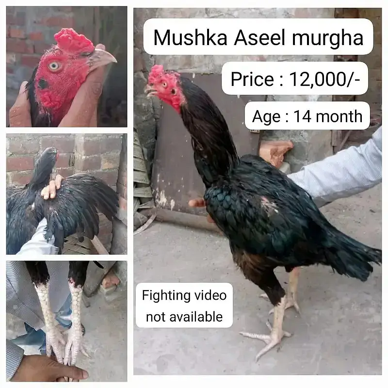 Aseel / Mianwali aseel / mushka Aseel / black aseel / location, lahor