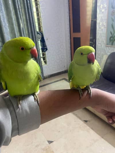 Hand tame parrot