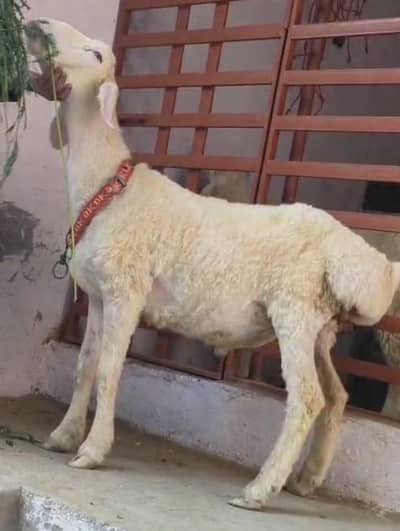 Turkey Chakki Dumba