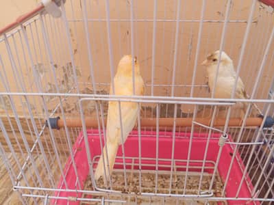singing canary bread pair male and female