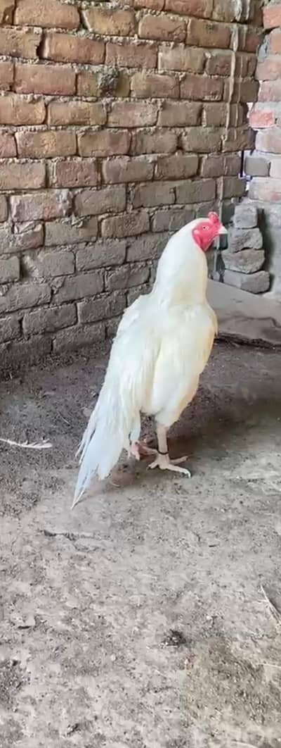Aseel Heera Chicks