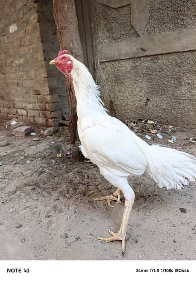 Aseel heera breeder pair for sale