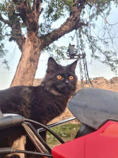 persian cat for sale