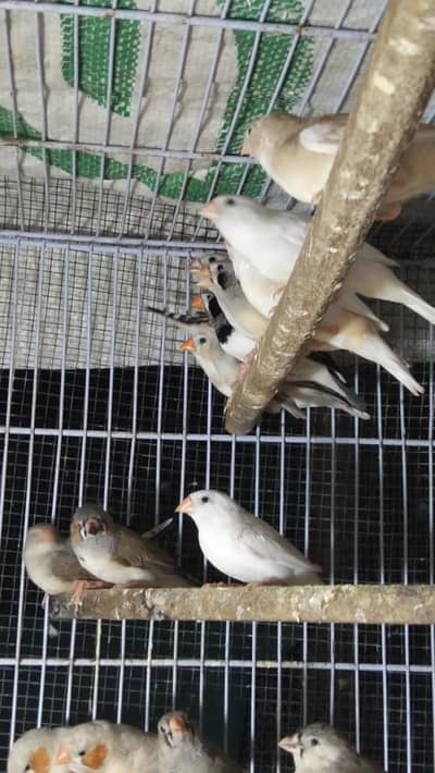 zibra finch