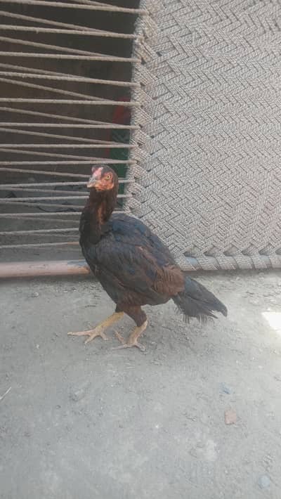 2 Aseel hens eggs laying& Aseel pathay