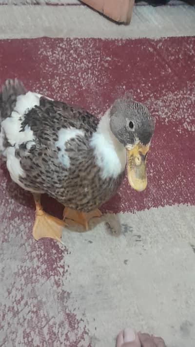 Silver Appleyard DUCK For Sale