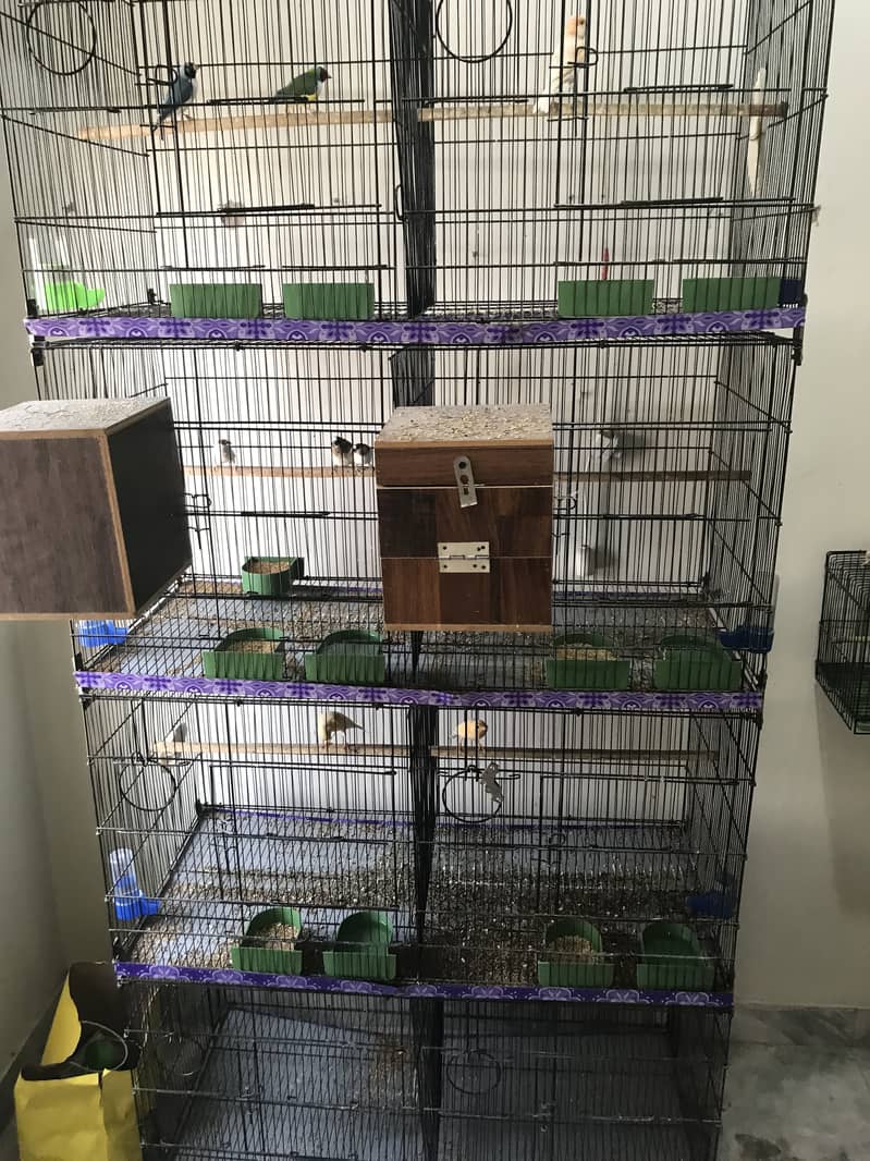 Birds cage 0
