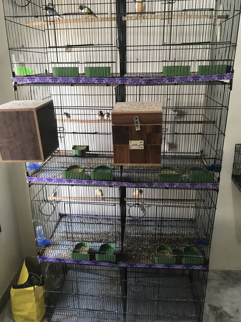 Birds cage 1