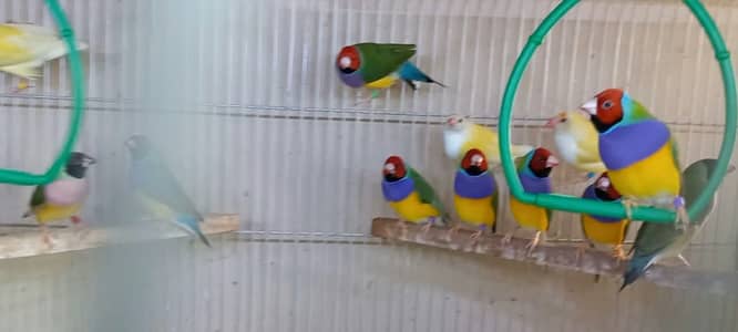 Exotic Homebreed Gouldian Finches for Sale