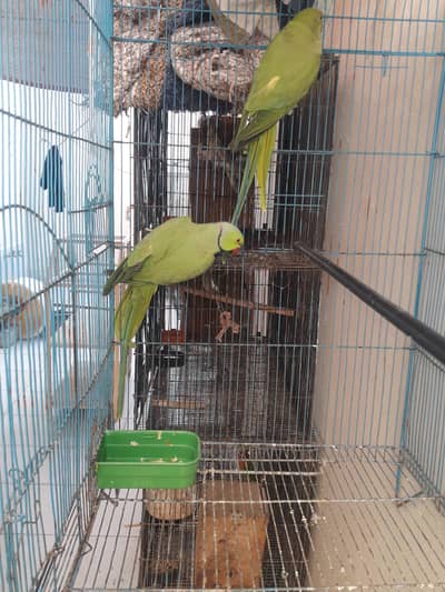 desi pair parrot