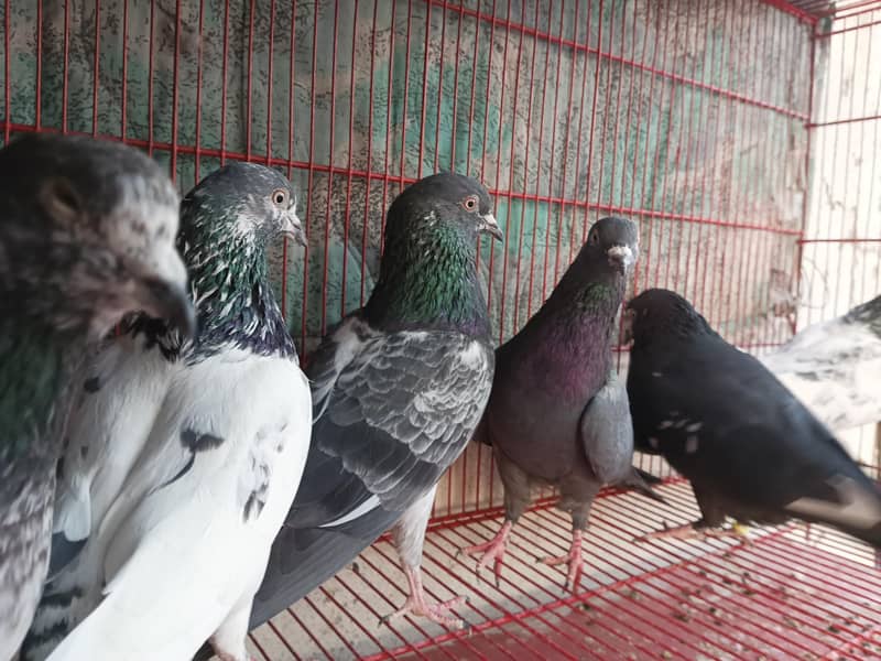 Highflyer pigeon 0