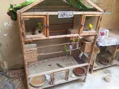 Budgies with cage