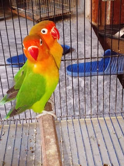 love birds