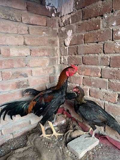 Mianwali Aseel patha