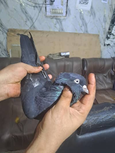 Zakh Kabootr Chandi Ankh