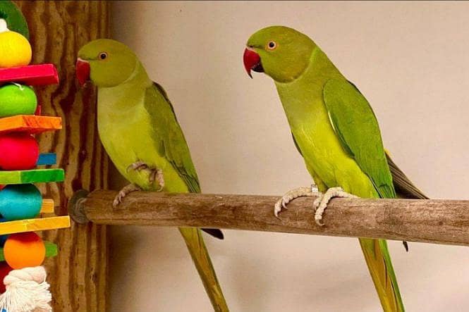 parrot 0