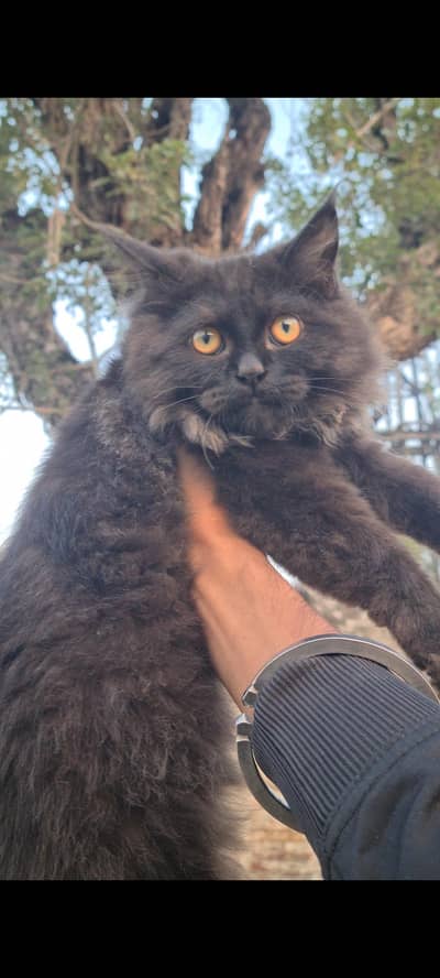 Persian kitten male